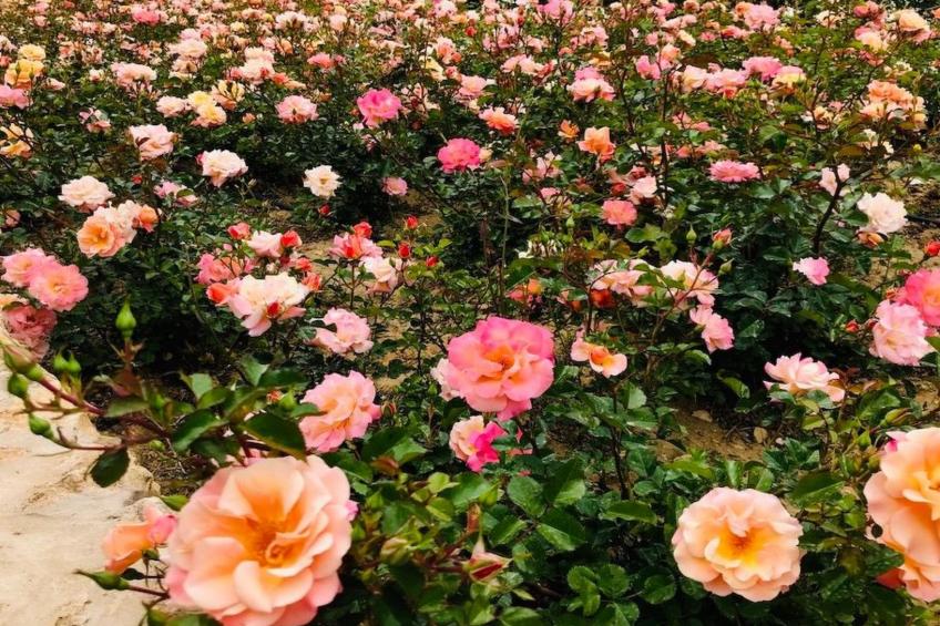 Graffeo-Häuser Haus der Rosen - foto 27