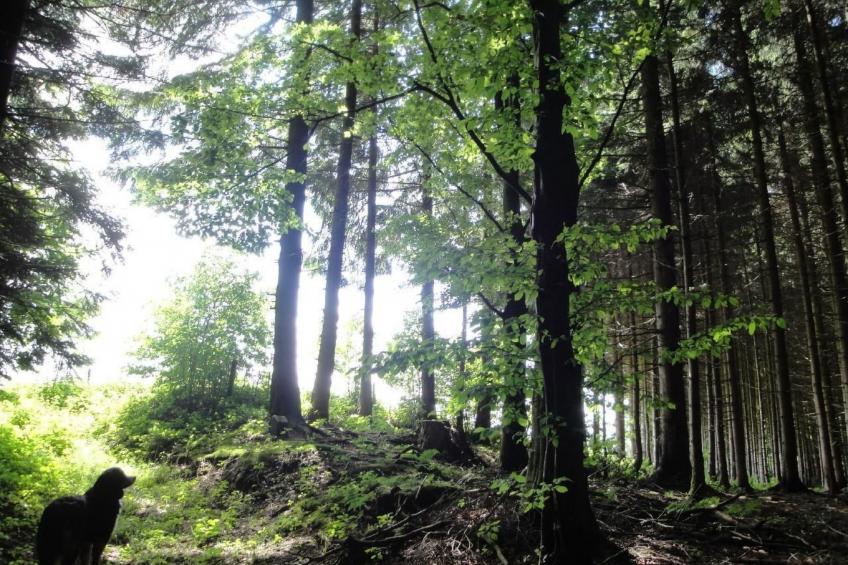 Hof Höchi - foto 12