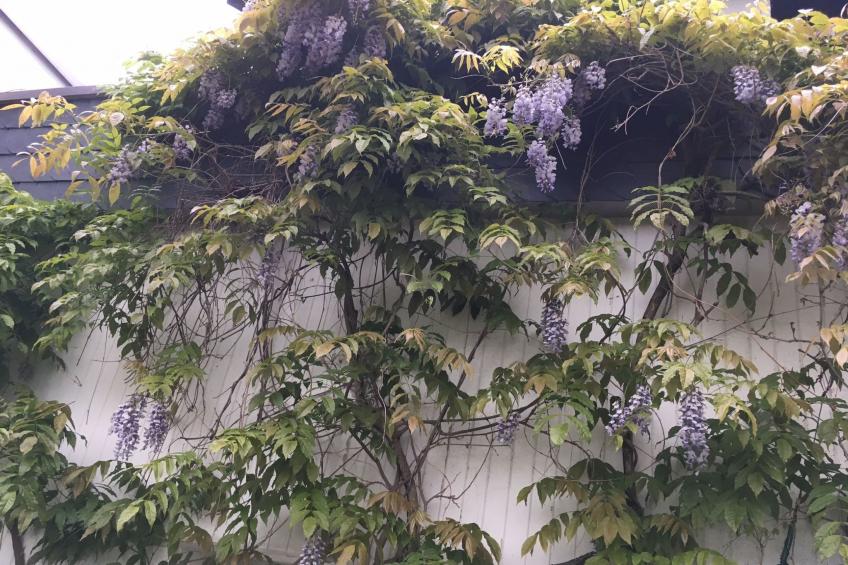 Rheintalblick 2 - foto 9