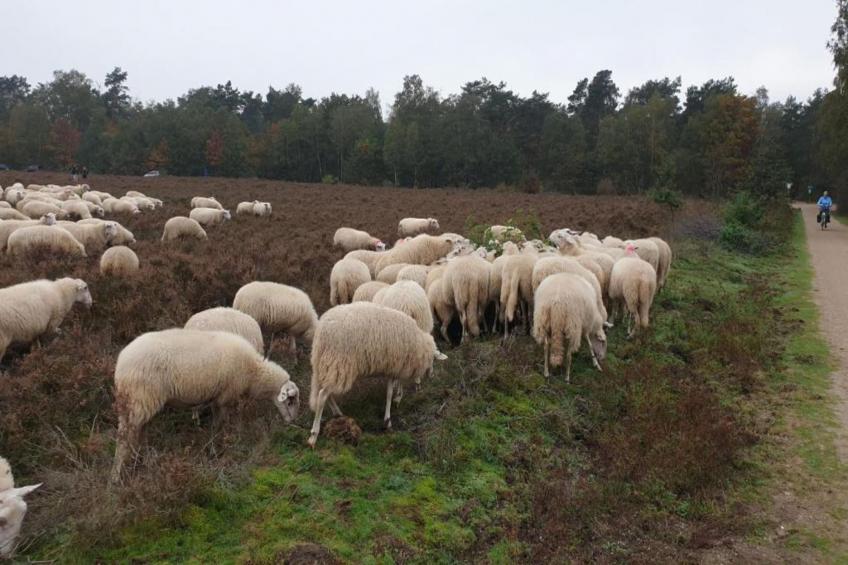 Heivlinder Comfort 4p - foto 15