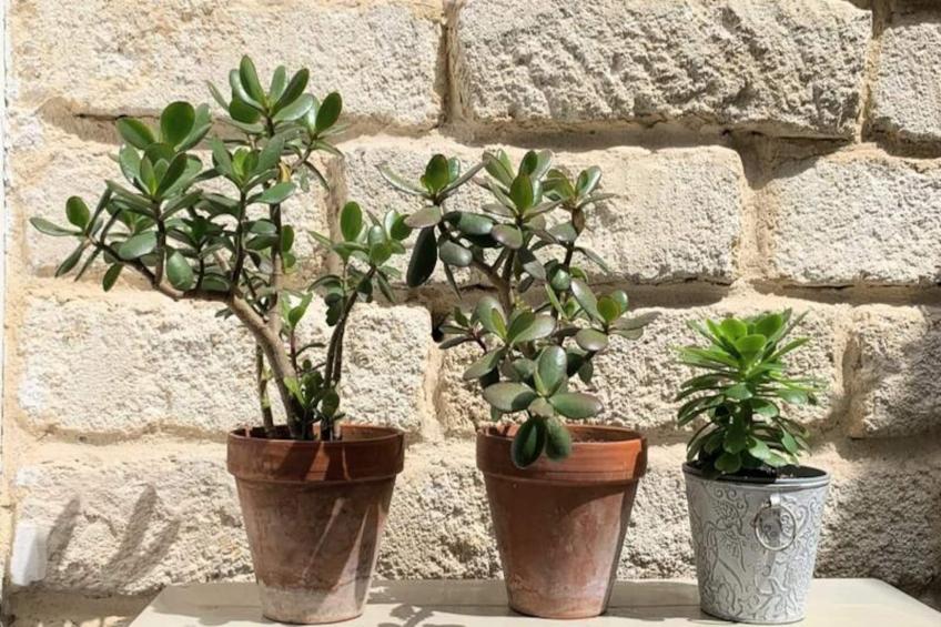 La Terrasse Bazille - foto 53