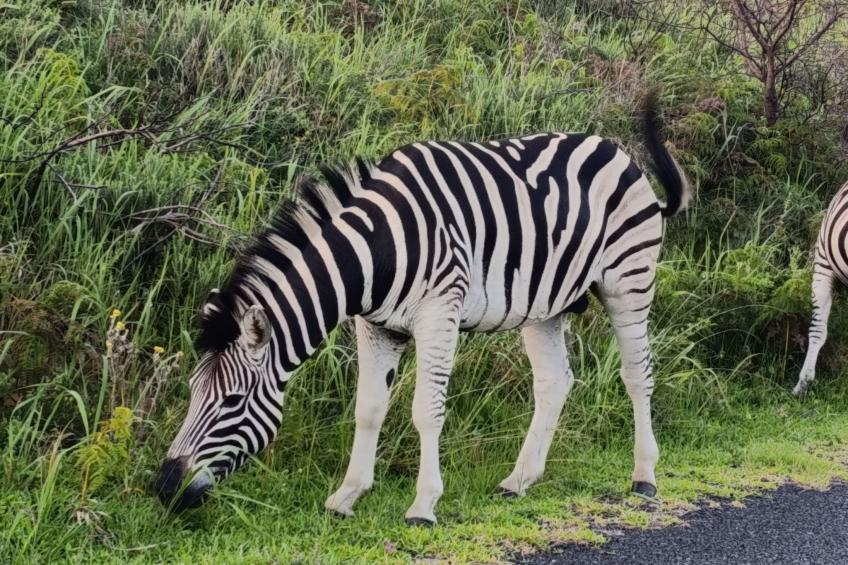 National Park View - foto 23