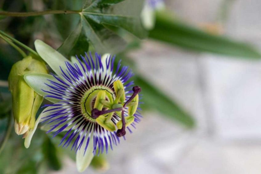 Noelie 1er Etage - foto 20