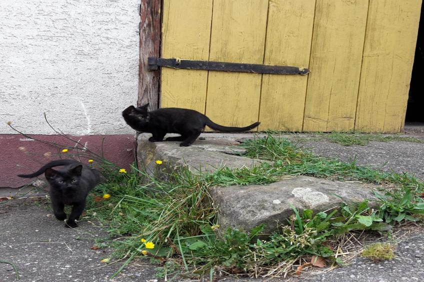 Zuckerbauernhof Weideblick - foto 19