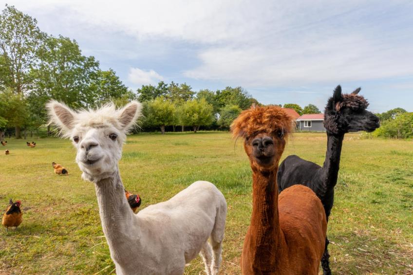 Vakantiehuis Groeneweg 3 - foto 3