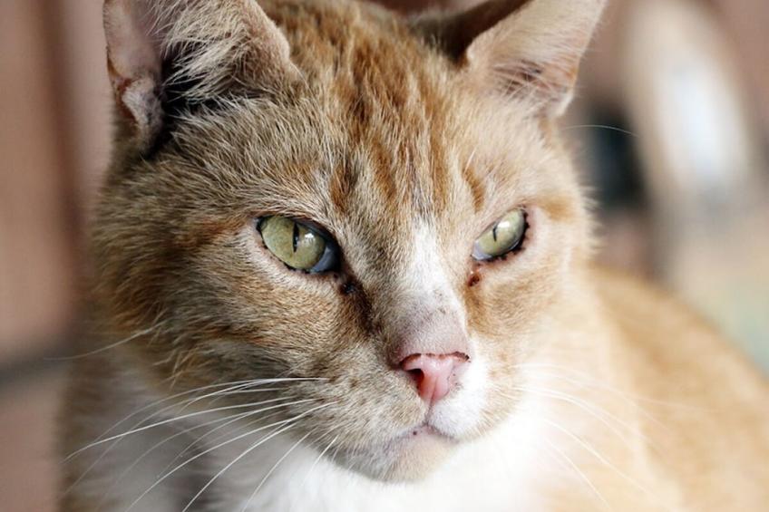 26650 - foto 23