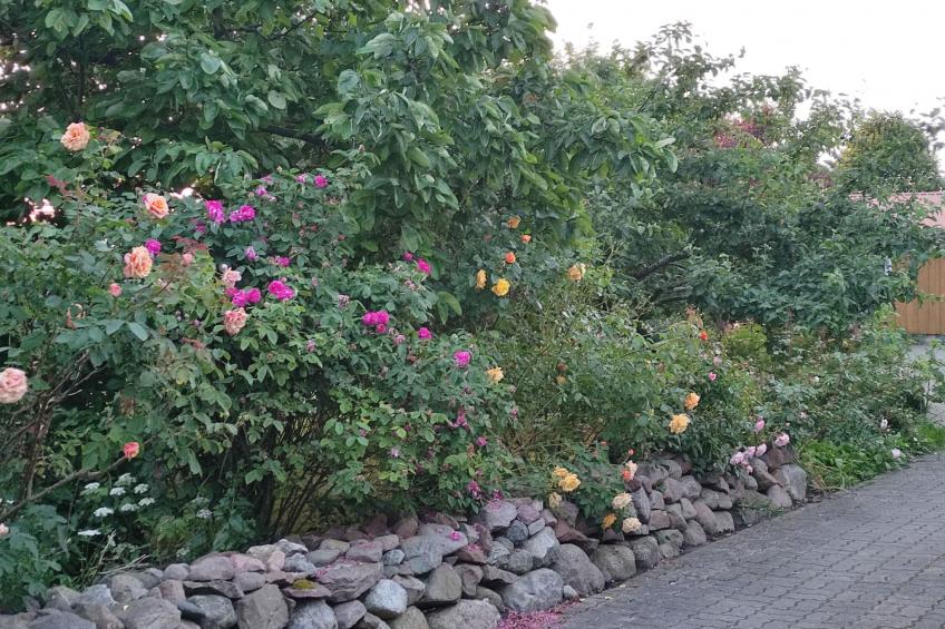 Janet Ratschkowski - foto 39