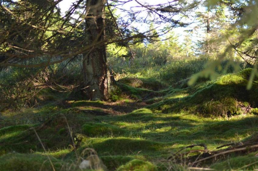 Ferienwohnung Stern - Harz Wildemann - foto 40