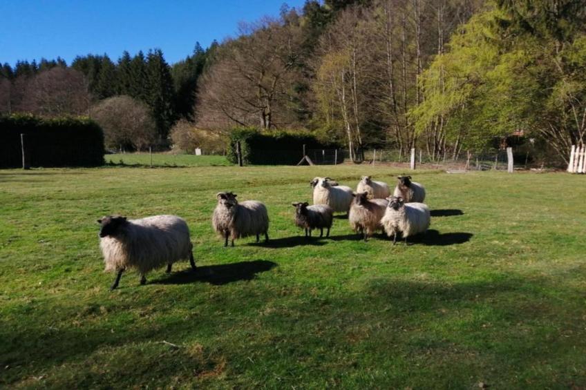 Gîte du Crâ - foto 35