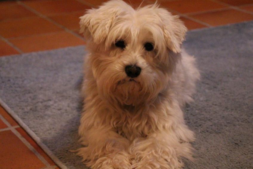 Uns moi Huus - foto 28