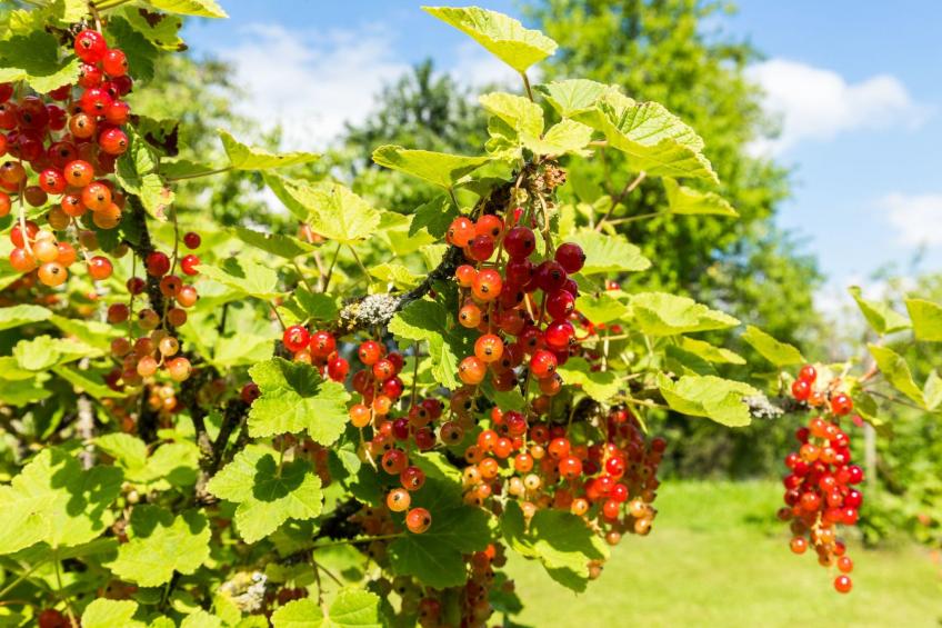 "Obstwiese" - foto 16