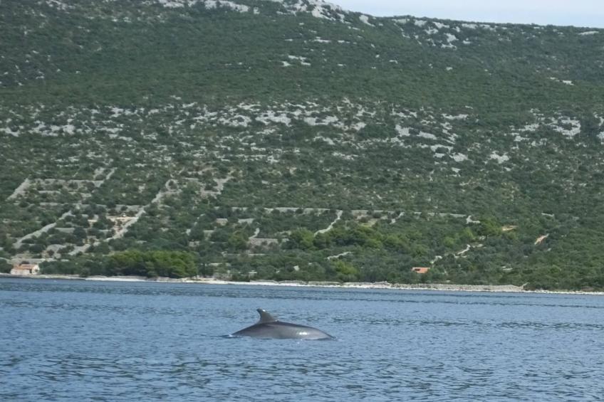 Paradise flair - foto 25