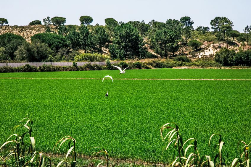 Herdade de Montalvo - foto 16