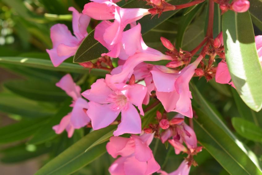 Villa La Marmora - foto 40