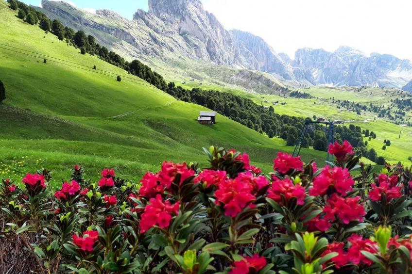 Cesa Vedla DOLOMITES - foto 21