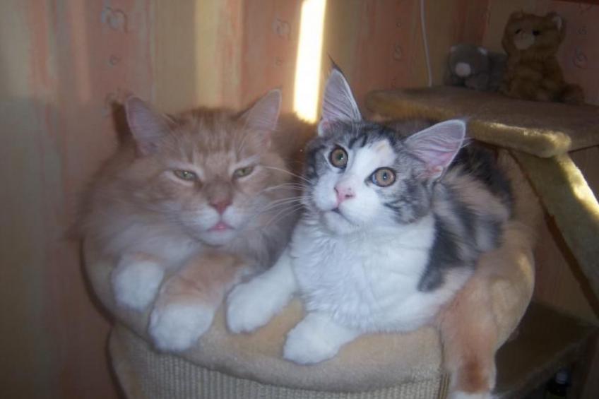 Westrich in guter Ausflugslage - foto 29