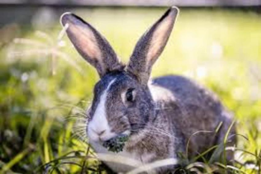 Apt 5 pers piscine partagée - foto 33