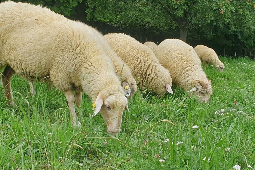 Appartement Apollo in der Wohlfühloase am Trausdorfberg mit Sauna Whirlpoolnutz - foto 19