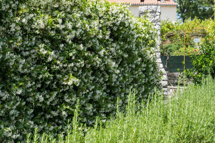 in Osor mit Privatem Pool - foto 26