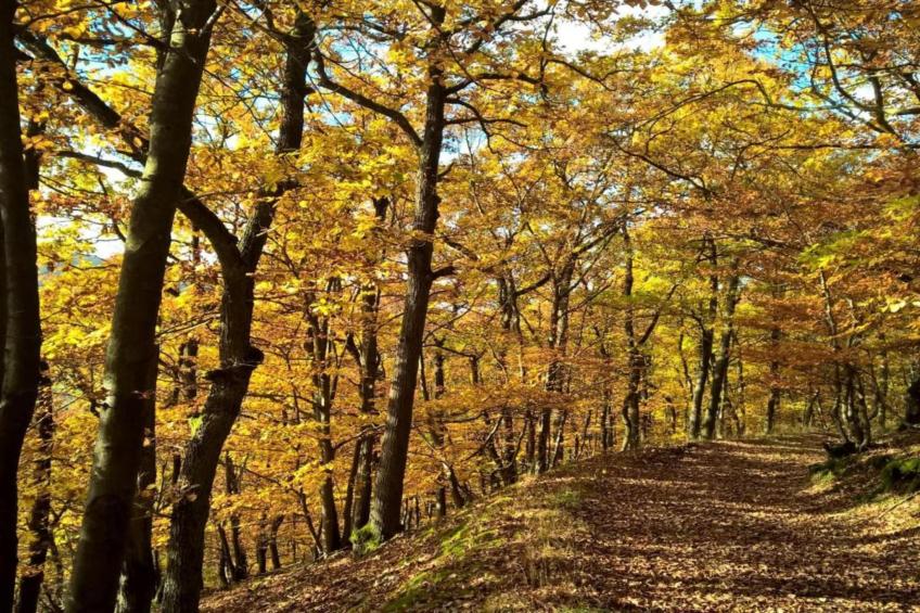 Im Sauerland - foto 34