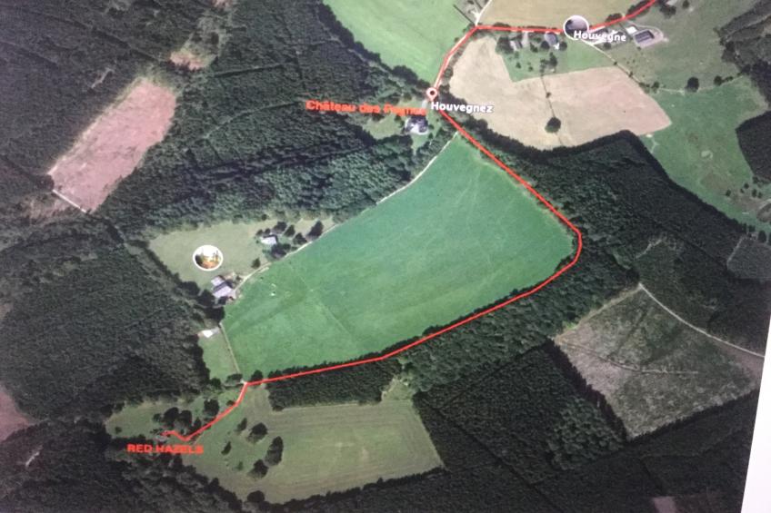 Red Hazels - foto 30