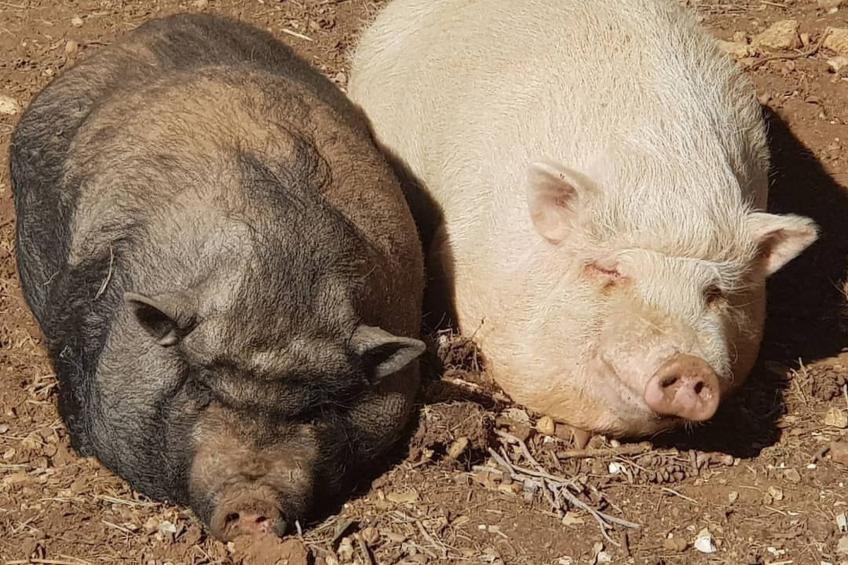 Provence 5 pers 2 Zimmer Schwimmbad Tennis - foto 19