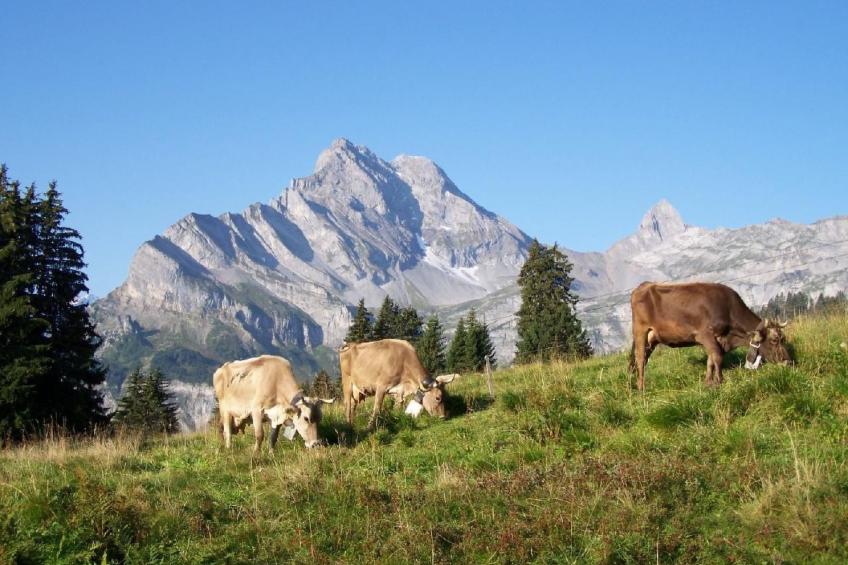 Tschudiberg - foto 11