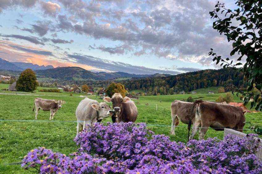 Scheftenau - foto 21