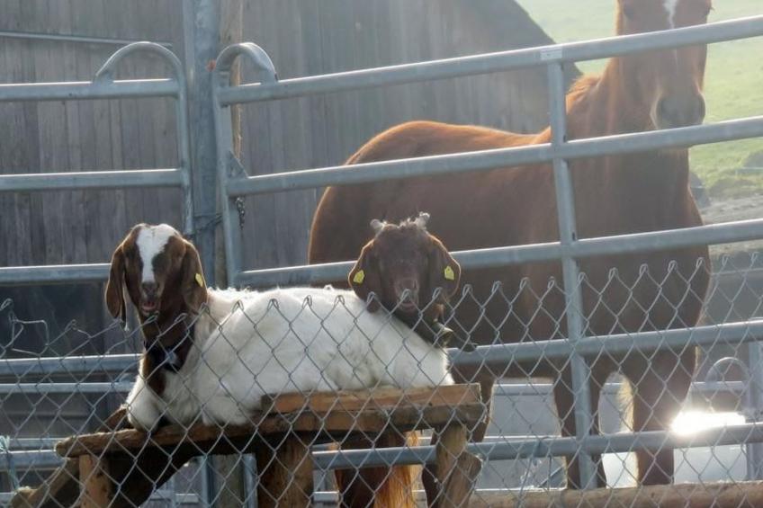 Burehof Waltrigen - foto 10