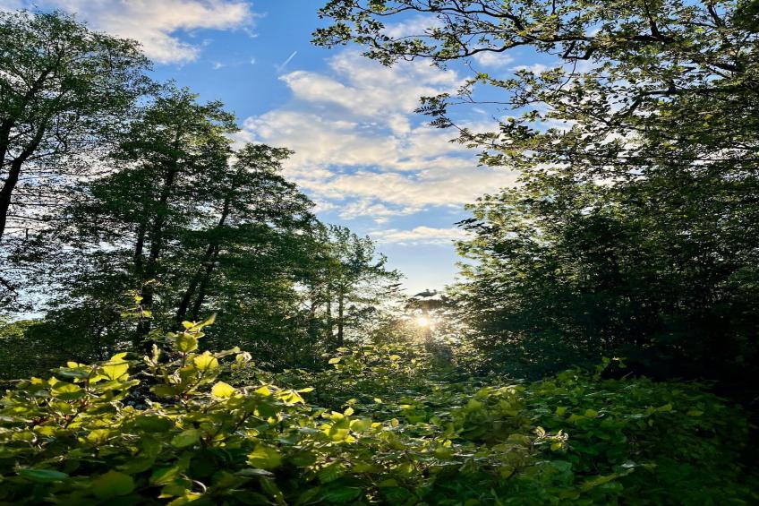 Groepsruimte i.c.m. 4 large greenhouses - foto 35