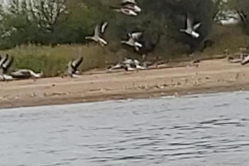 De lüt Ferienhof Jameln Lüneburger-Heide/Wendland - foto 9