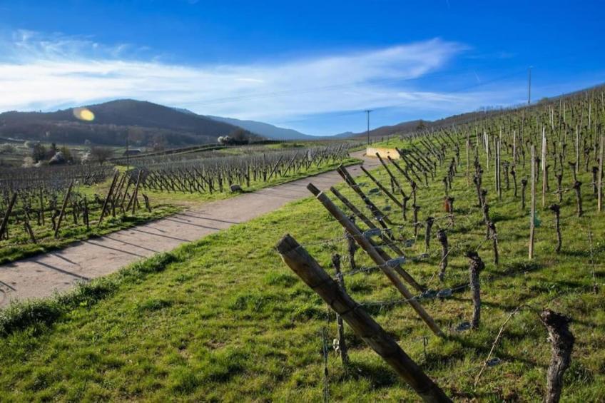 Le Domaine des Rois - foto 30