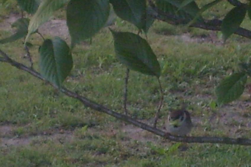 in Puska mit Offenem Kamin - foto 31