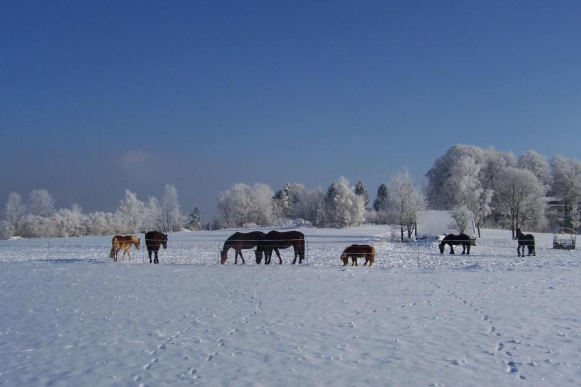 Ferienhaus - foto 19