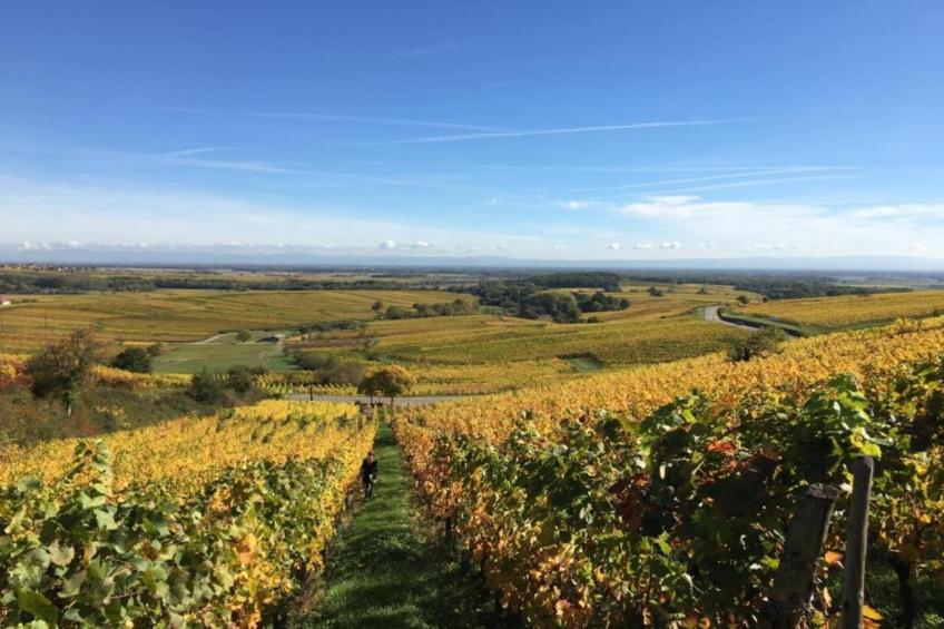 Magnifique Appartement Alsacien - foto 28