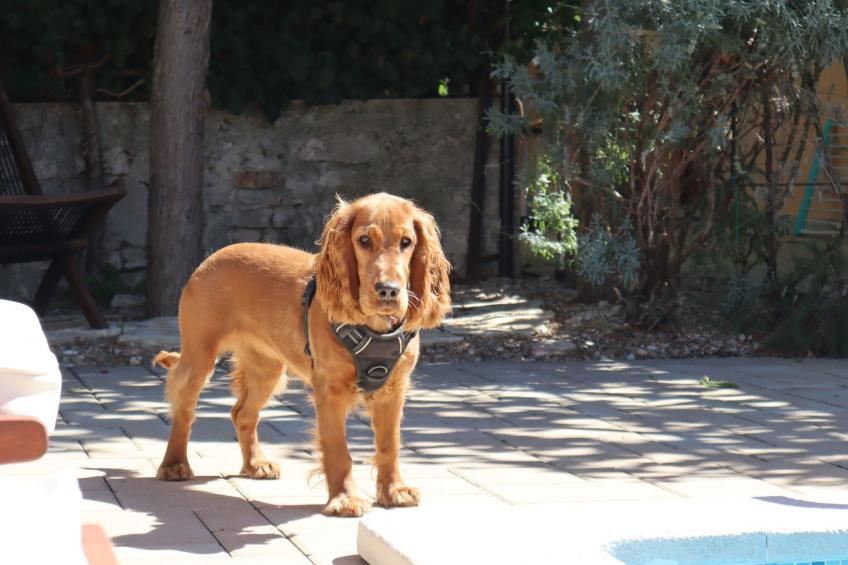 Art House Rovinj-Holiday - foto 33