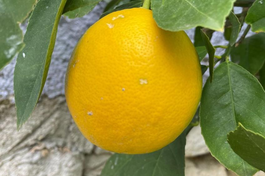 Stonehouse-Pag - foto 12