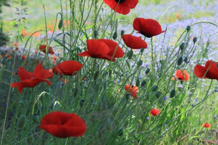 Tiny House Sundancer - foto 9