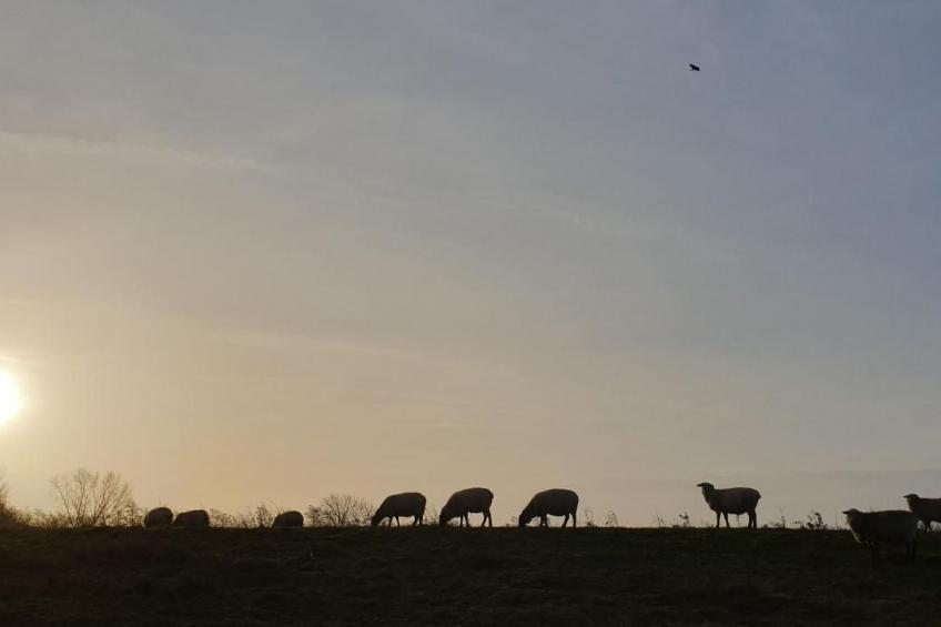 Elbkoje Brunsbüttel - foto 25