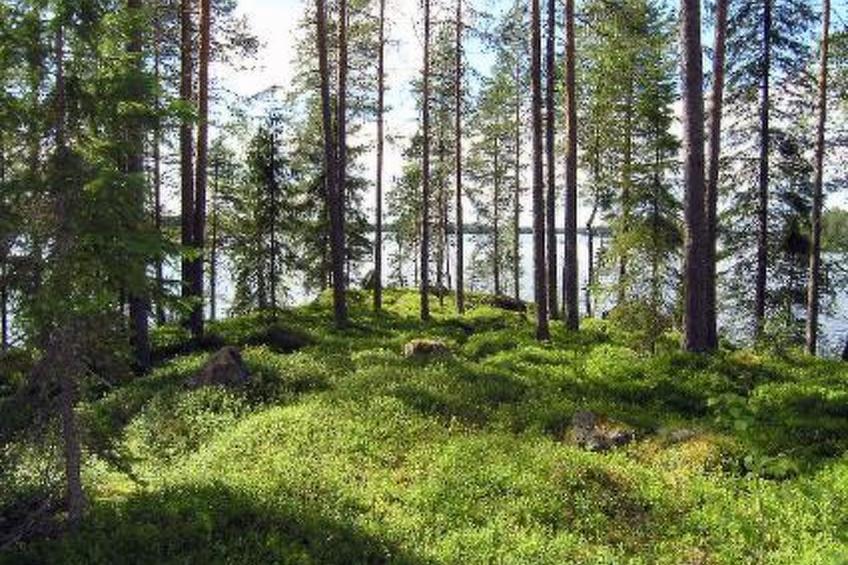 Puolukka - foto 36