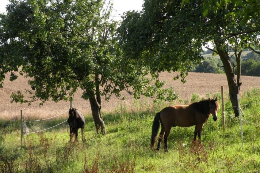 Hof Rodenkrog Fewo 2 - foto 33