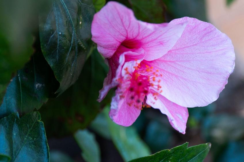 Typisch kanarische Finca Elena mit eigenem Pool - foto 37