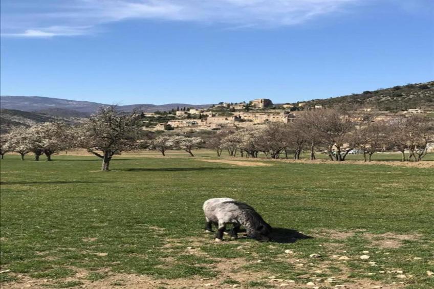 T2 'regular' - foto 33