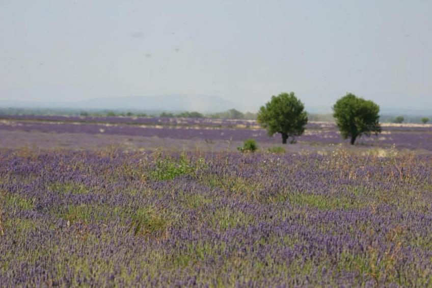 Résidence La Licorne de Haute-Provence 4 - foto 13