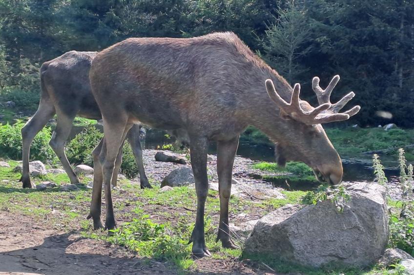 Im Herzen Smålands - foto 44