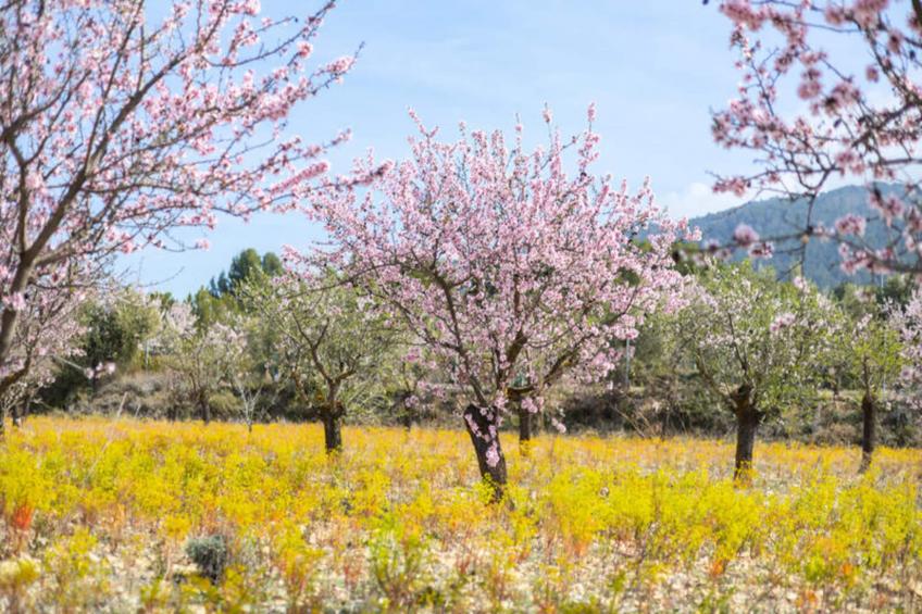 Maison à Ibi - foto 42