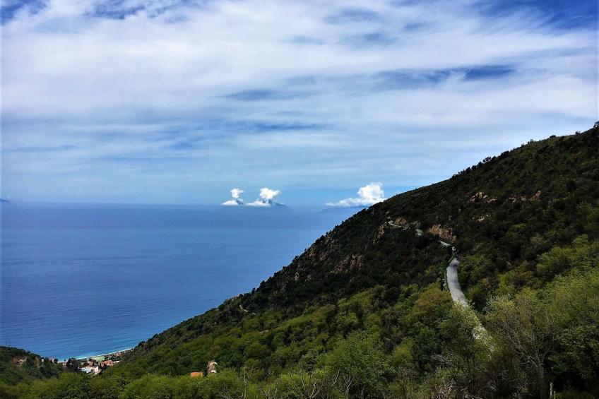 Flache Zeder - foto 40