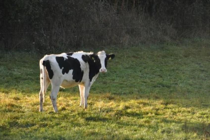 Eifelcottage Wildvogel - foto 28