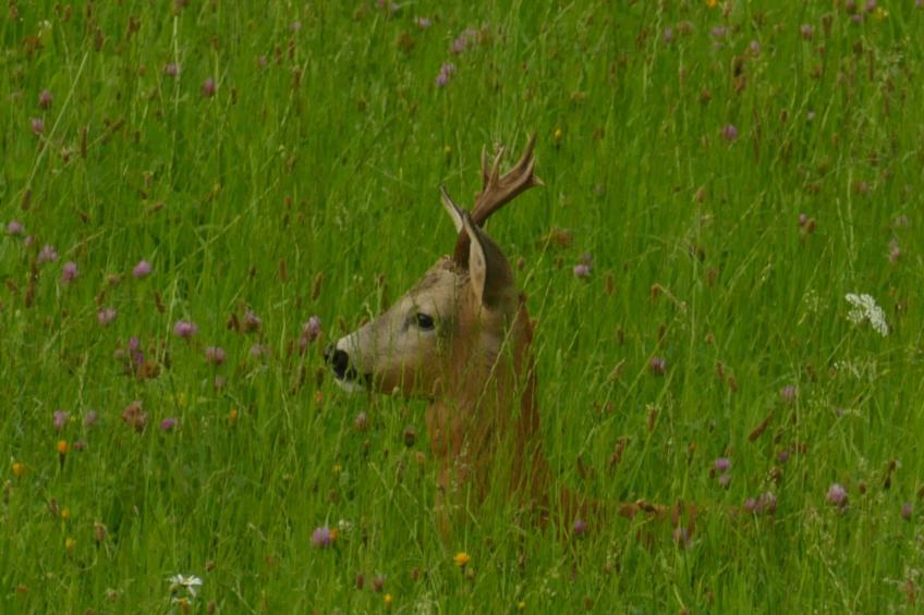 in Sankt Koloman mit Großer Terrasse - foto 8