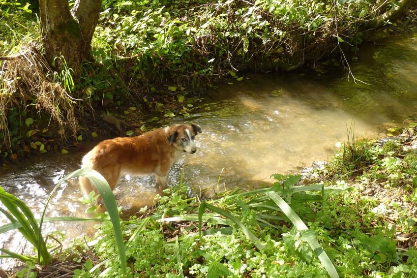 Holz-Blockhaus für vier Personen mit Terrasse - foto 19